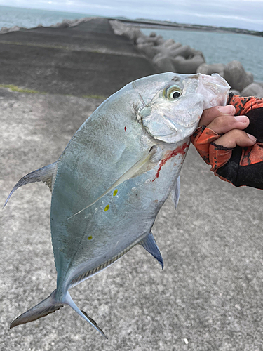 ナンヨウカイワリの釣果