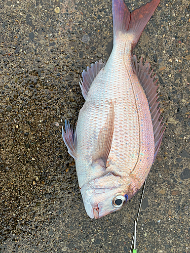 マダイの釣果