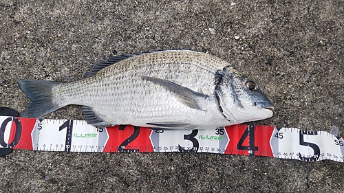 ミナミクロダイの釣果