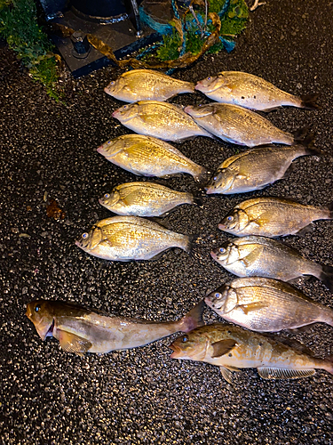 ホッケの釣果