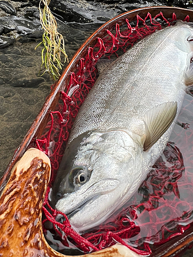 ヤマメの釣果