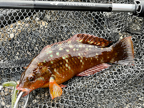 ホシササノハベラの釣果