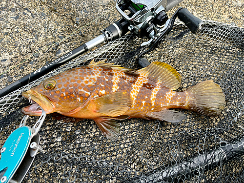 アコウの釣果