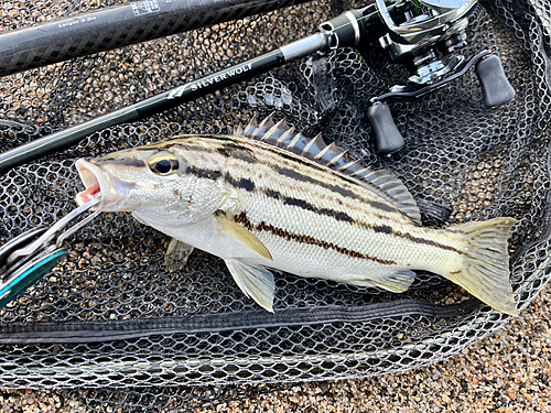 シマイサキの釣果