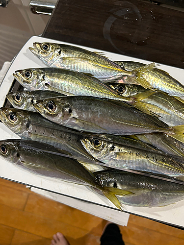 アジの釣果