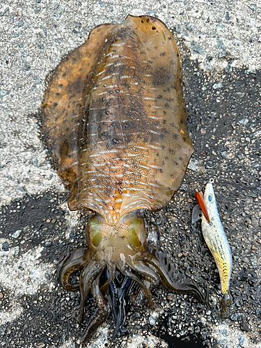 アオリイカの釣果