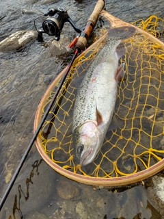 ニジマスの釣果