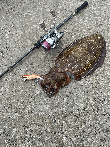 モンゴウイカの釣果