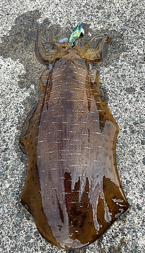 アオリイカの釣果