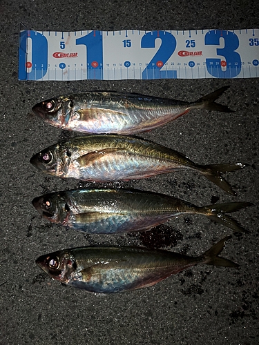 アジの釣果