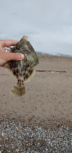 カワハギの釣果