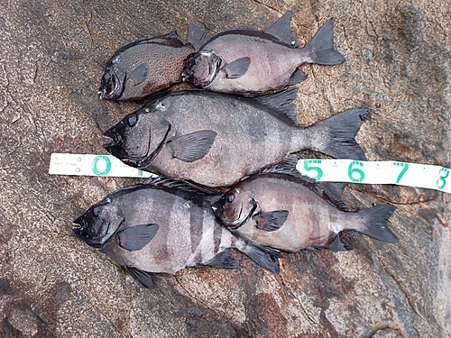 イシダイの釣果