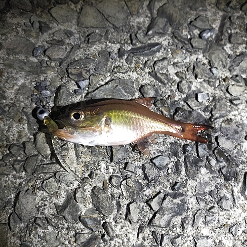 ネンブツダイの釣果