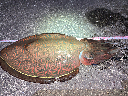 コウイカの釣果