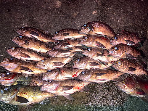 メバルの釣果