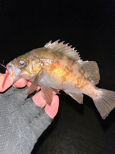 シロメバルの釣果