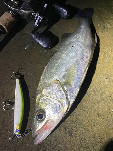 シーバスの釣果