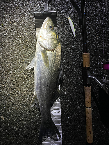 シーバスの釣果