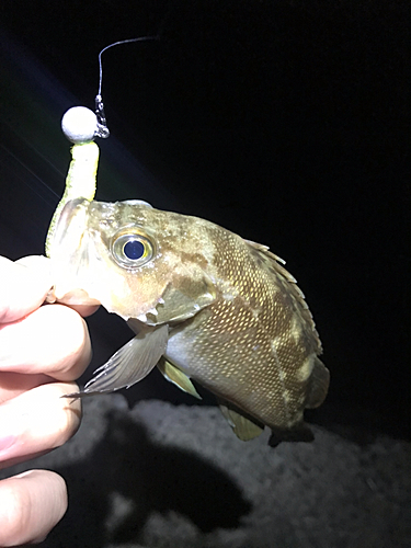 ガヤの釣果