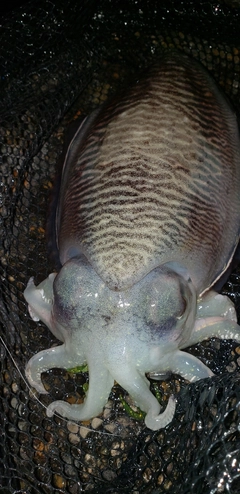 タケノコメバルの釣果