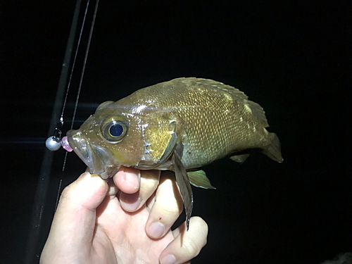 ガヤの釣果