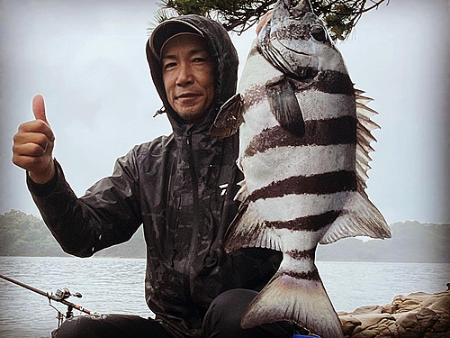 イシダイの釣果