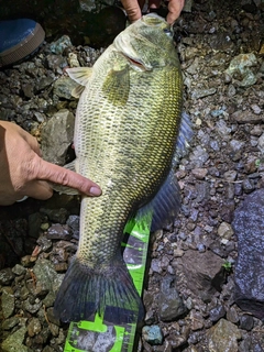 ブラックバスの釣果