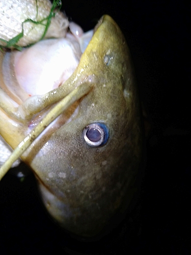 ナマズの釣果