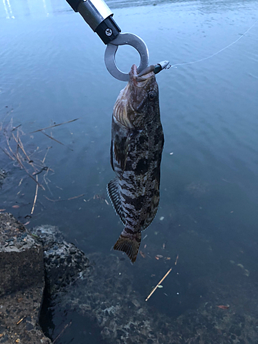 アイナメの釣果