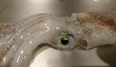 マメイカの釣果