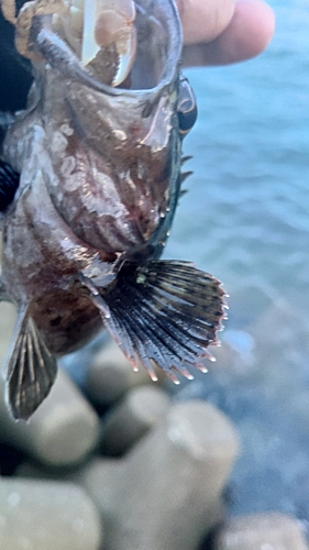 ソイの釣果