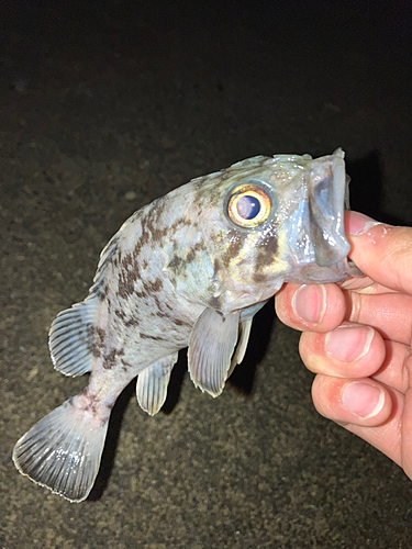 クロソイの釣果