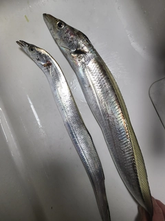 タチウオの釣果