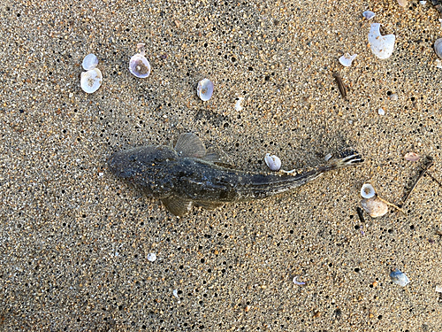 マゴチの釣果