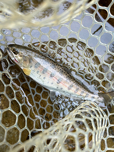 ヤマメの釣果