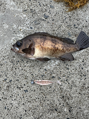 メバルの釣果