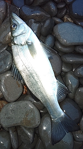 セイゴ（ヒラスズキ）の釣果