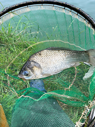 ヘラブナの釣果