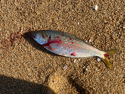 コノシロの釣果