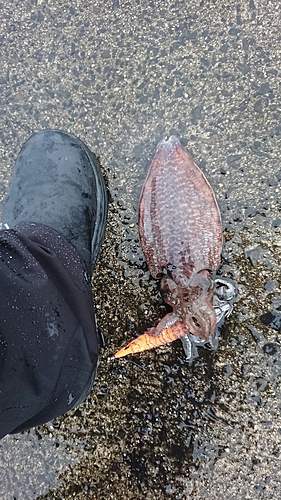 コウイカの釣果