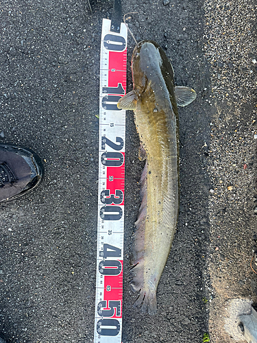 マナマズの釣果