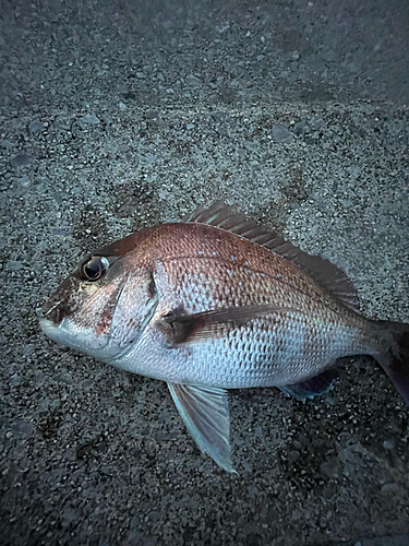 タイの釣果