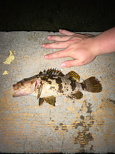 タケノコメバルの釣果