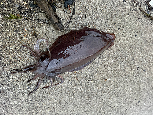 コウイカの釣果