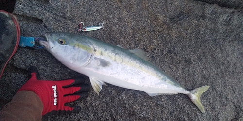 ハマチの釣果