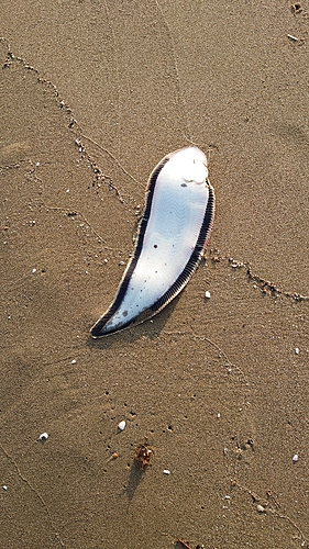 シタビラメの釣果