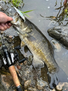 スモールマウスバスの釣果