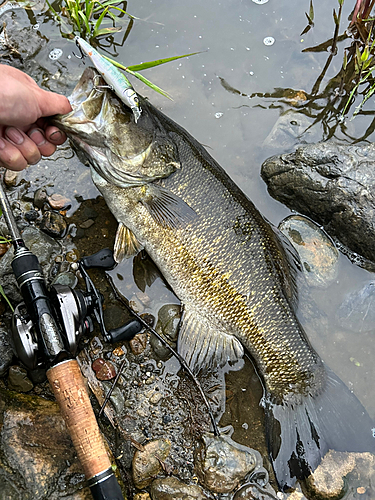 スモールマウスバスの釣果