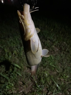 ナマズの釣果