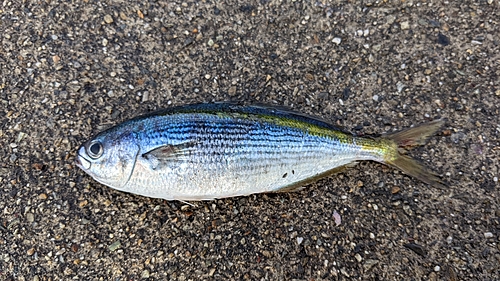 タカベの釣果